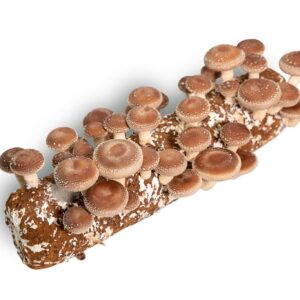 Shiitake mushroom spawn culture medium