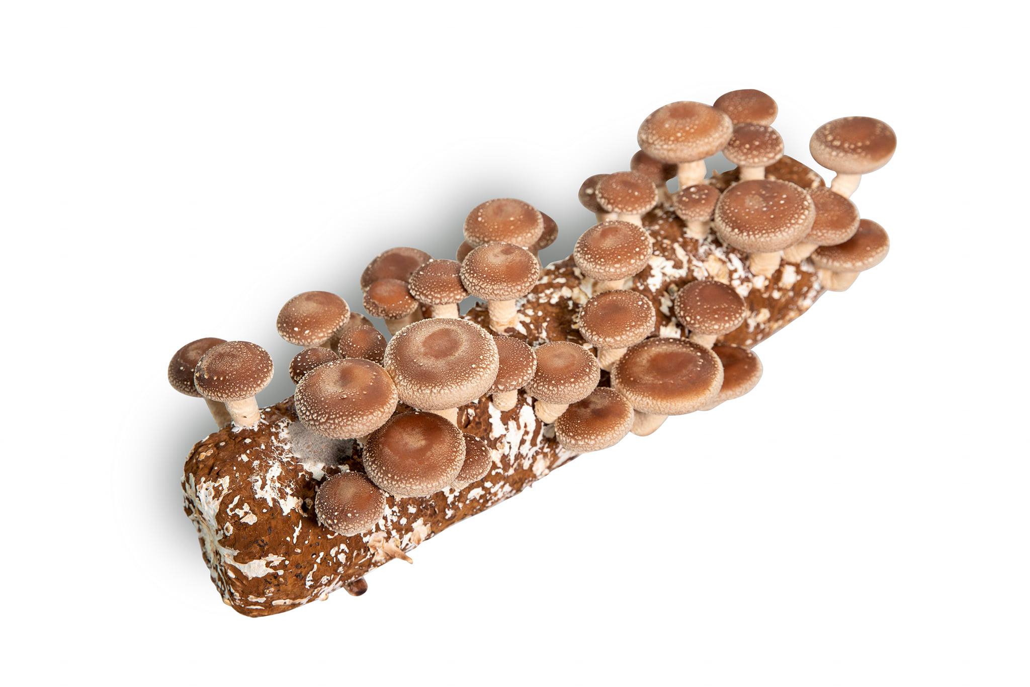 Shiitake mushroom spawn culture medium