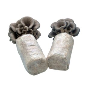 Oyster mushroom spawn culture medium