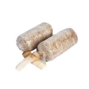 King oyster mushroom spawn culture medium
